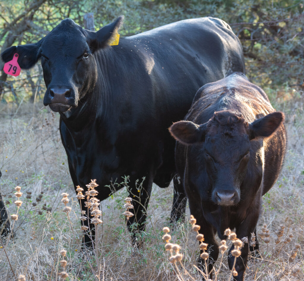 Cattle for Sale