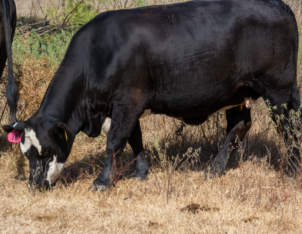 Cattle for Sale