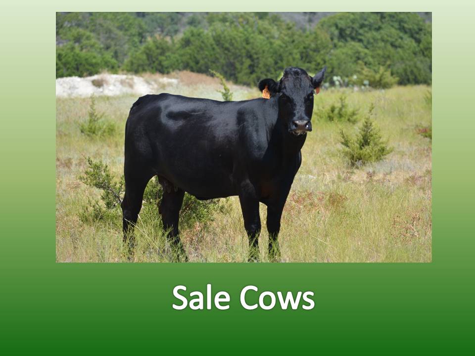 Sale Cows