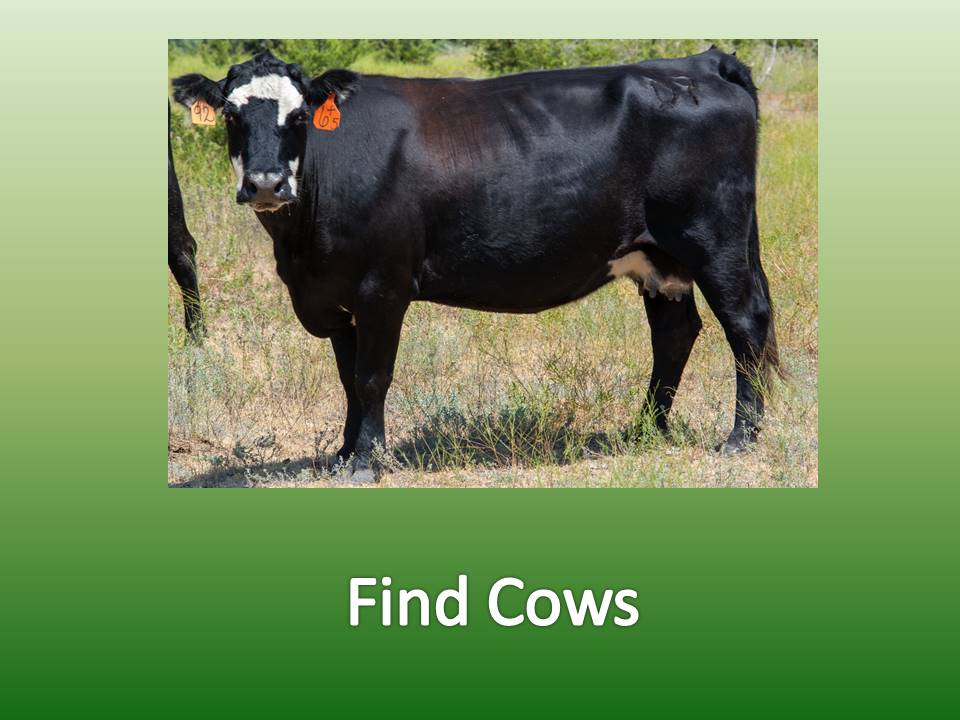 Find Cows
